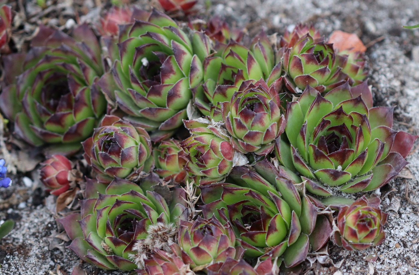 Изображение особи Sempervivum calcareum.