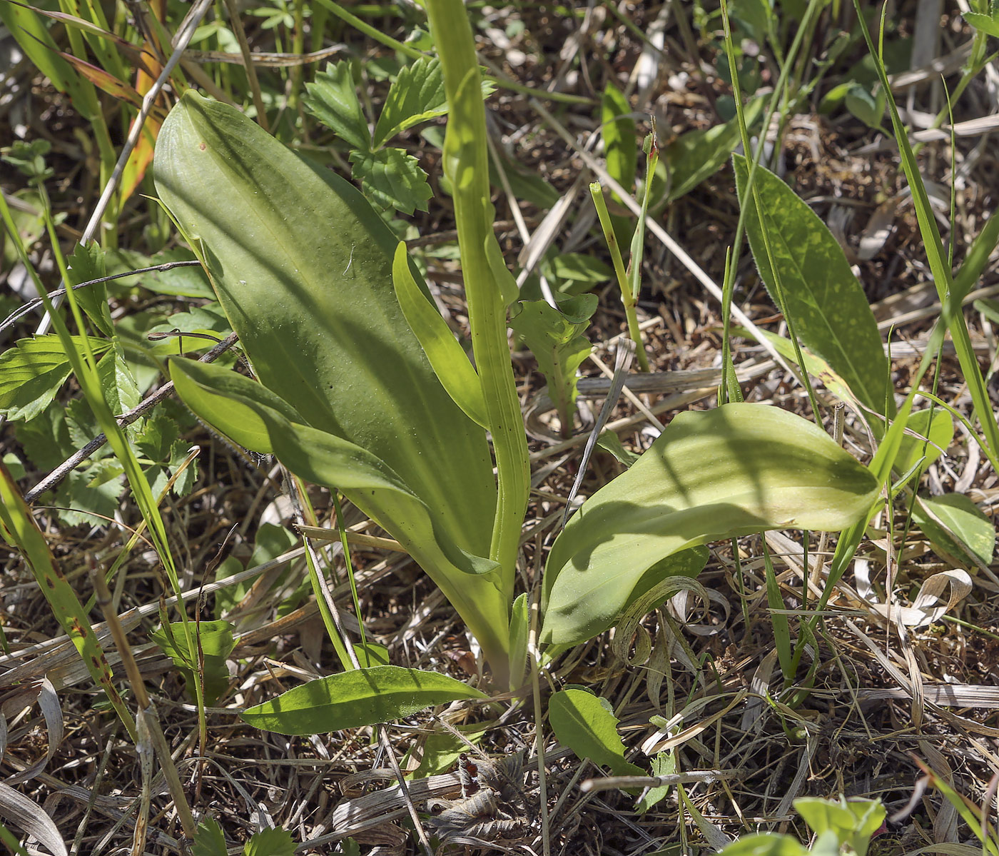 Изображение особи Platanthera bifolia.