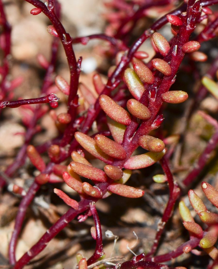 Image of Sedum microcarpum specimen.