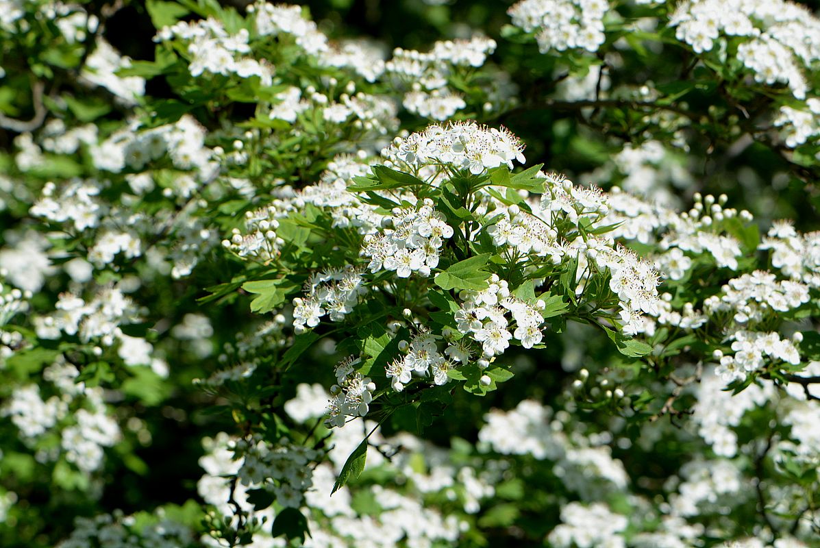 Image of Crataegus monogyna specimen.