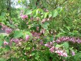 Weigela praecox