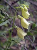 Digitalis grandiflora