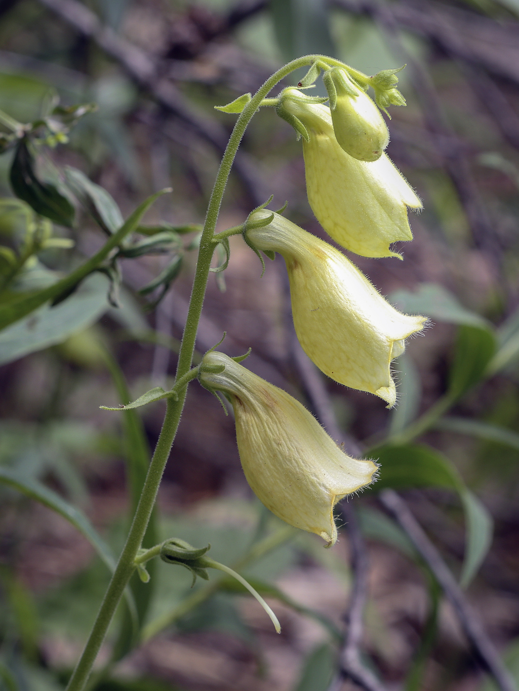 Изображение особи Digitalis grandiflora.