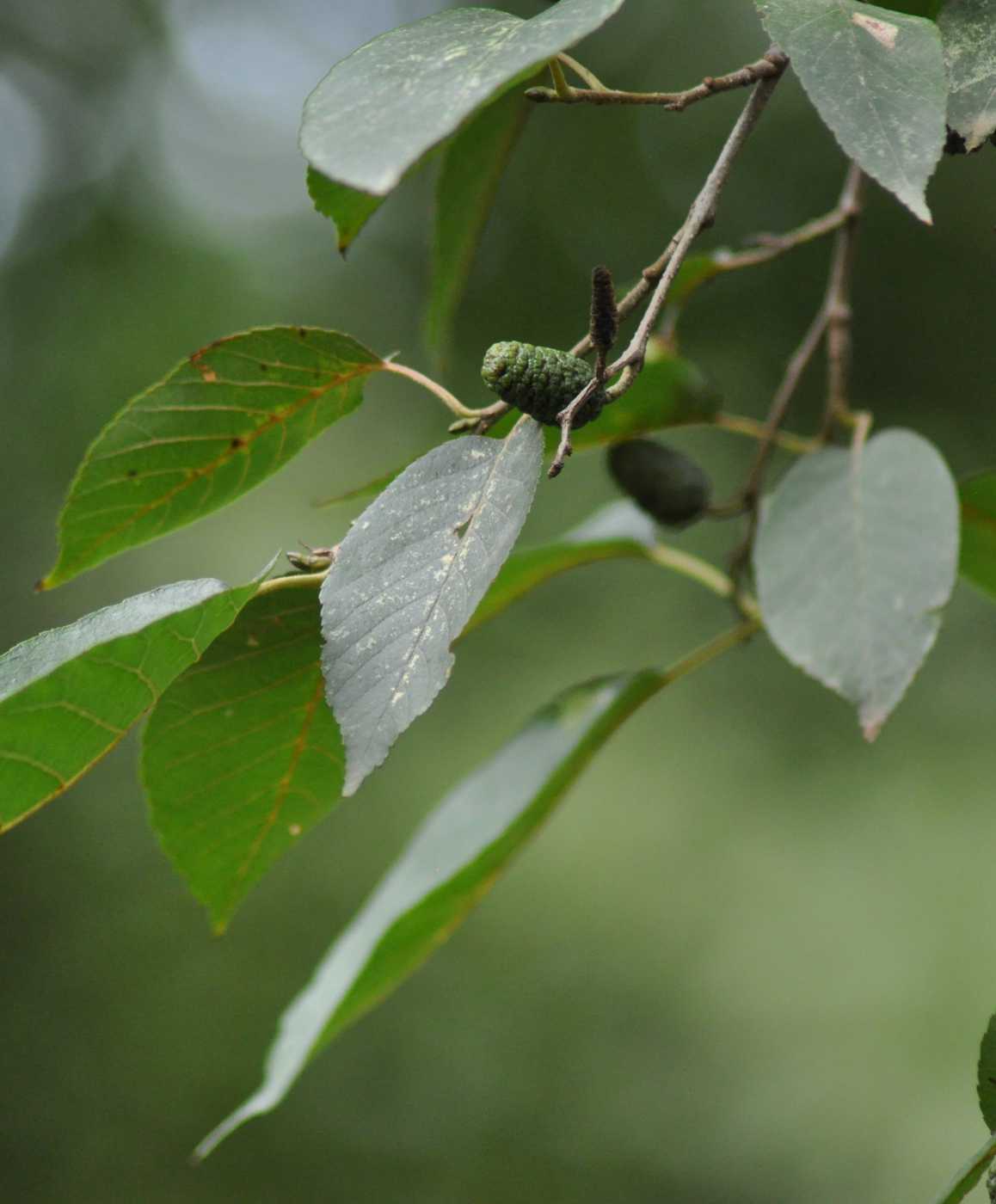 Изображение особи Alnus subcordata.