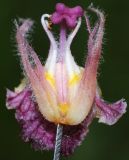 Orobanche pubescens