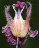 Image of taxon representative. Author is Антон Попович
