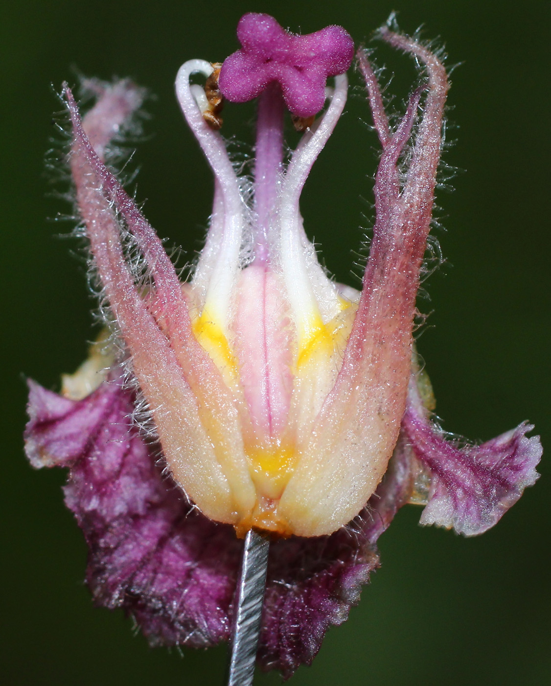 Image of Orobanche pubescens specimen.