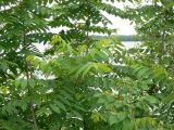Juglans mandshurica