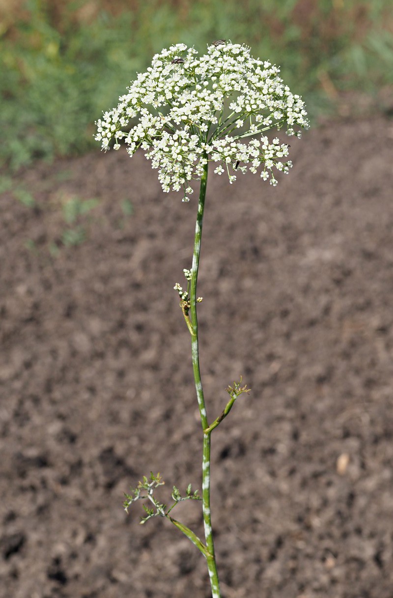 Image of Cenolophium fischeri specimen.