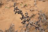 Xanthium orientale