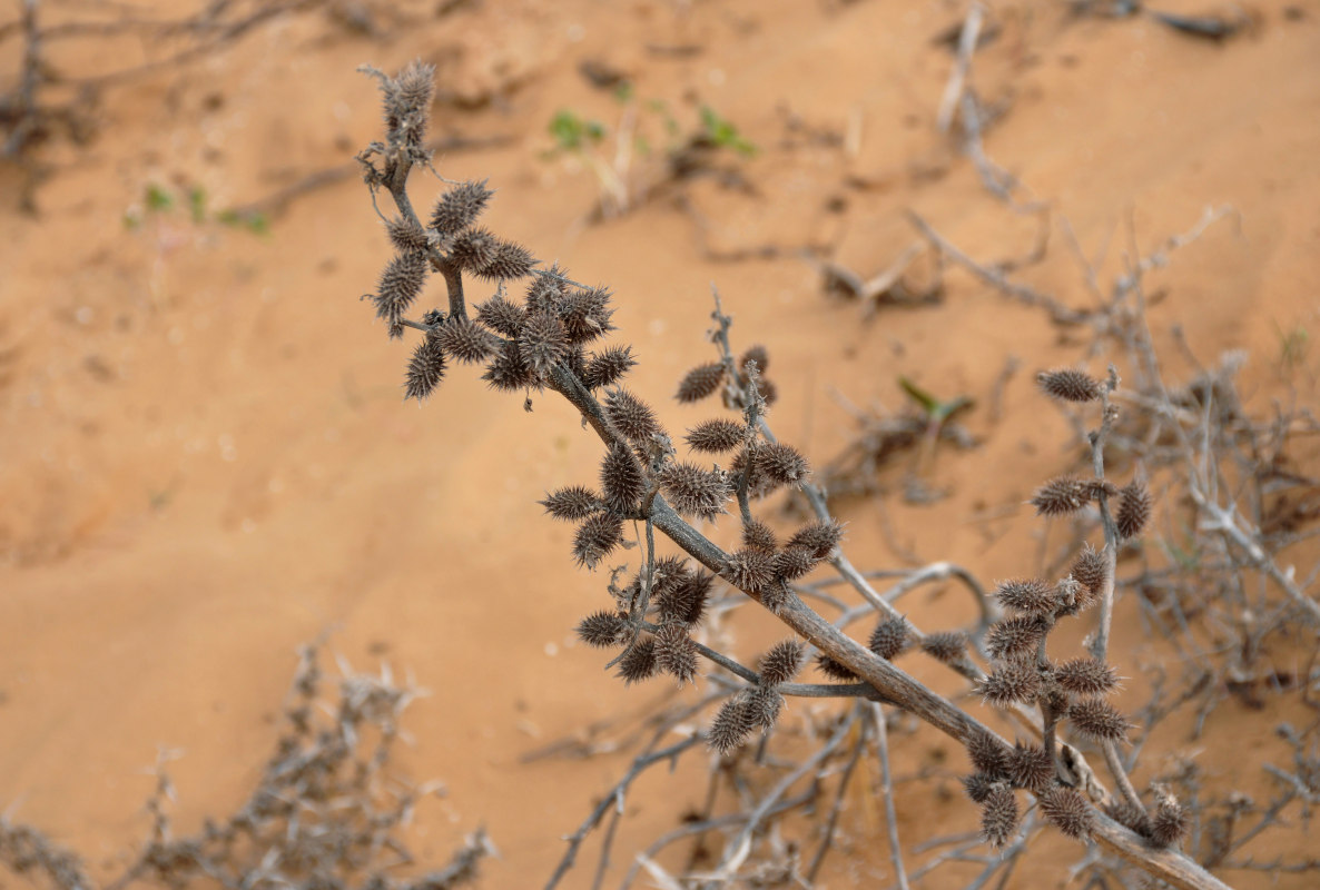 Изображение особи Xanthium orientale.