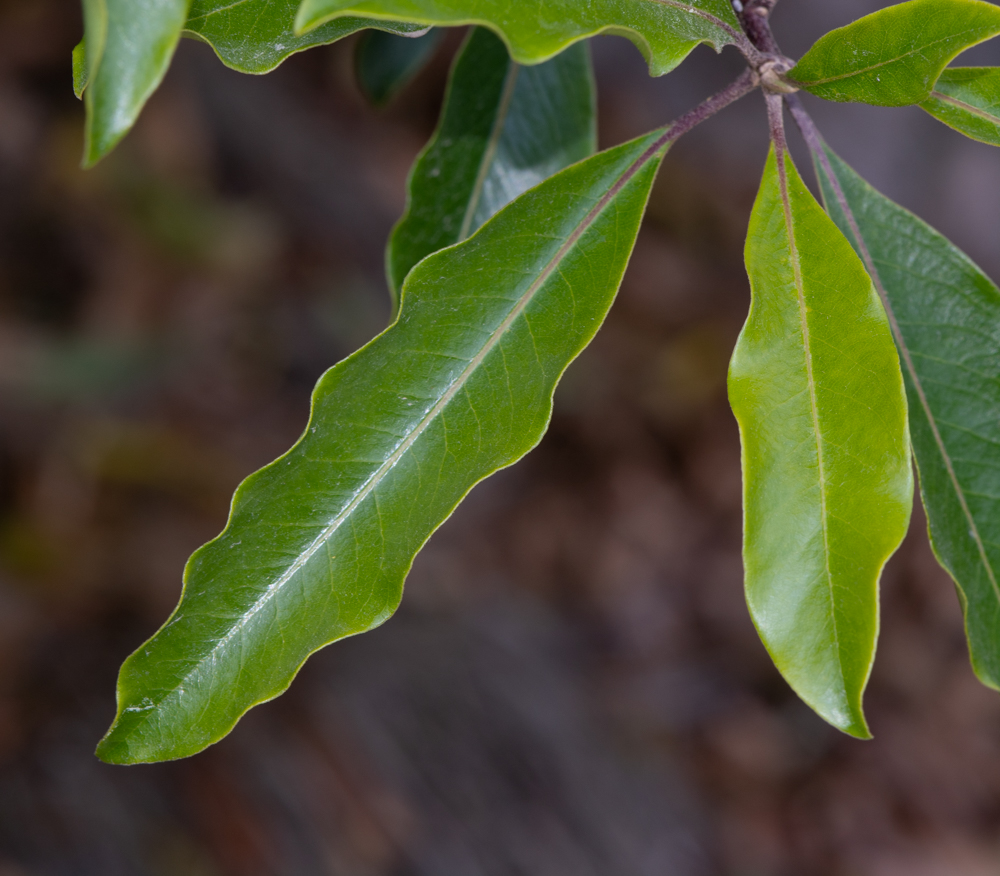 Image of Pittosporum undulatum specimen.