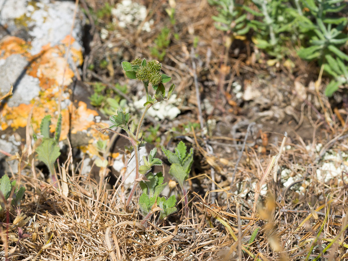 Image of Medicago minima specimen.