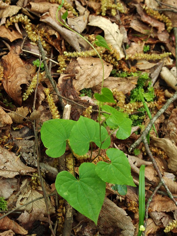 Image of Tamus communis specimen.