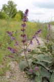 Salvia verticillata