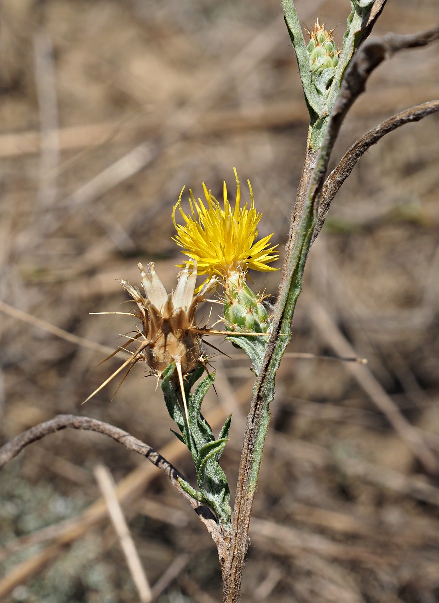 Image of Centaurea solstitialis specimen.