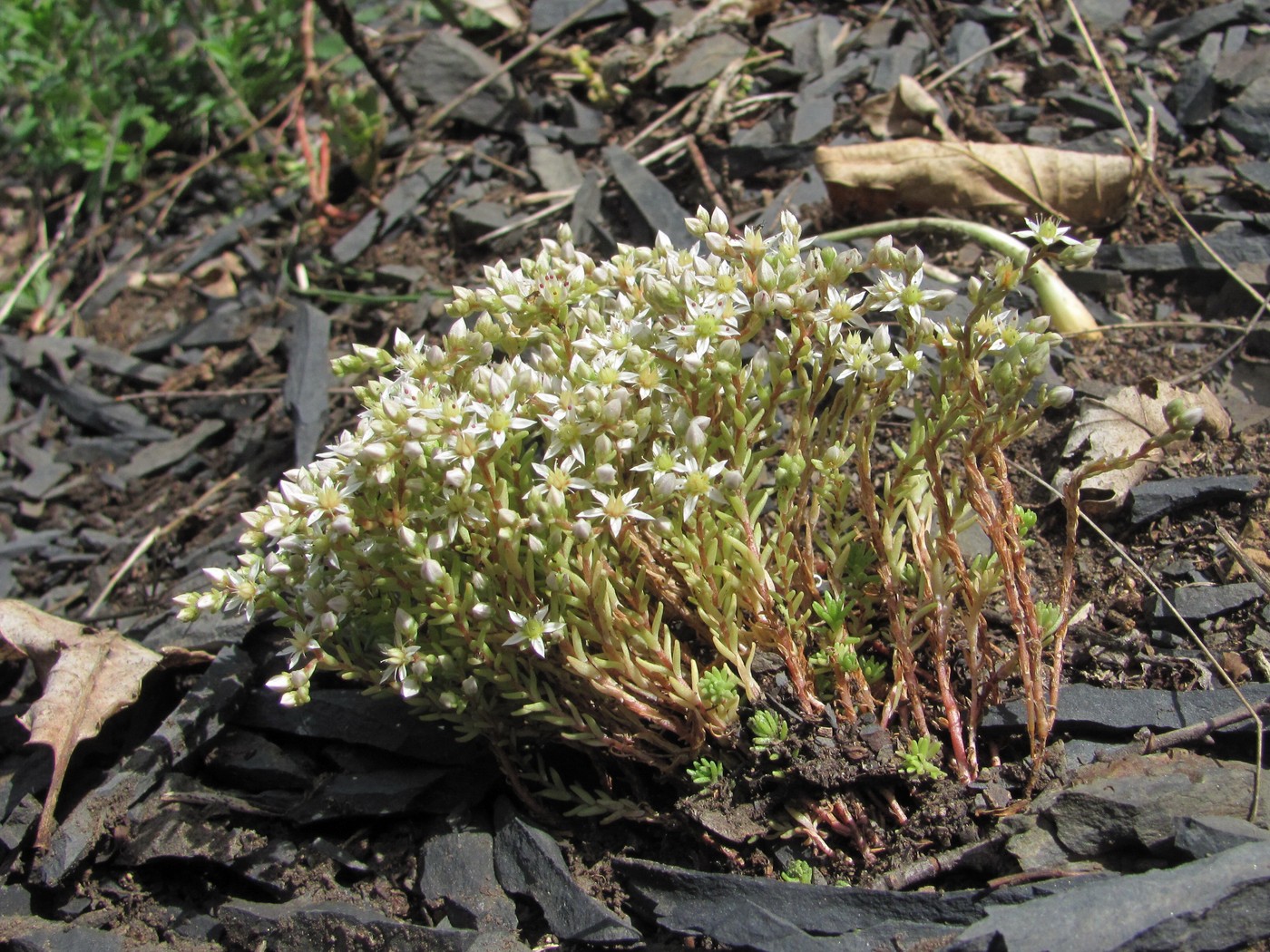 Изображение особи Sedum gracile.