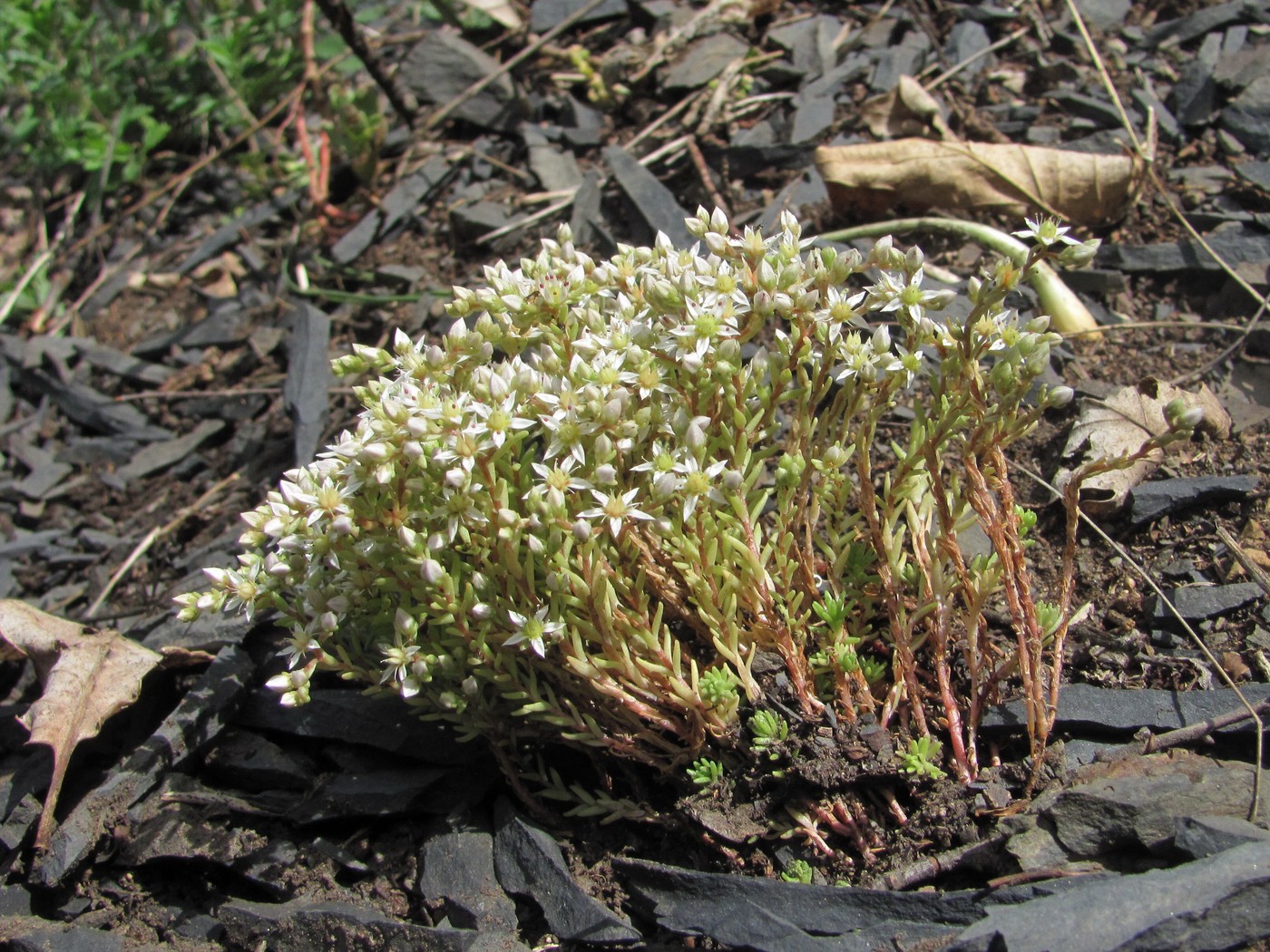 Image of Sedum gracile specimen.