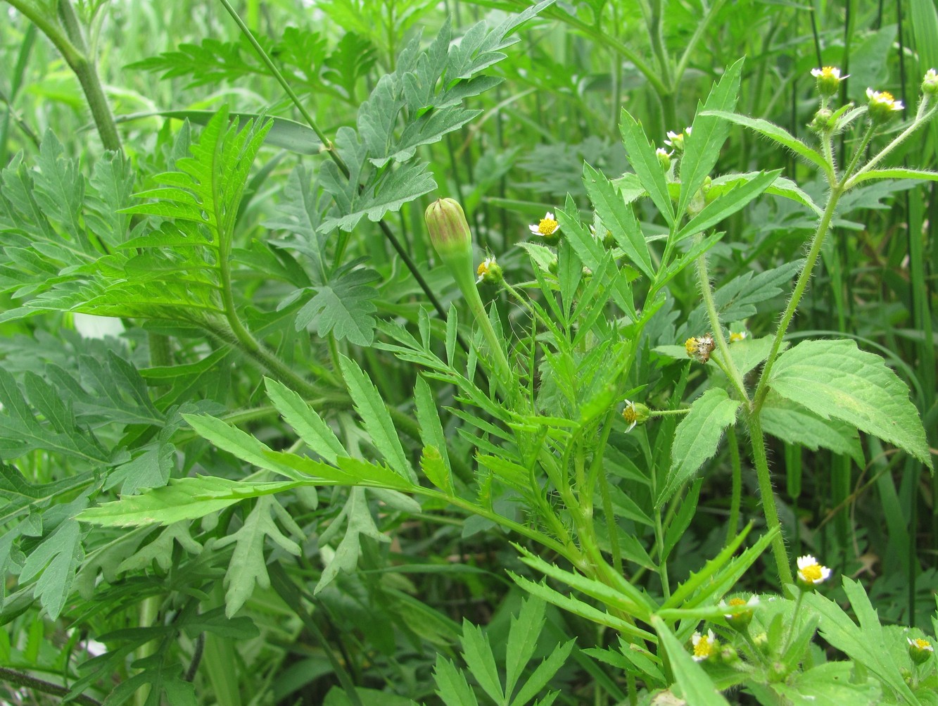 Image of Tagetes erecta specimen.