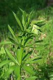 Lilium pilosiusculum. Верхушка побега. Республика Татарстан, Агрызский р-н. 05.06.2010.