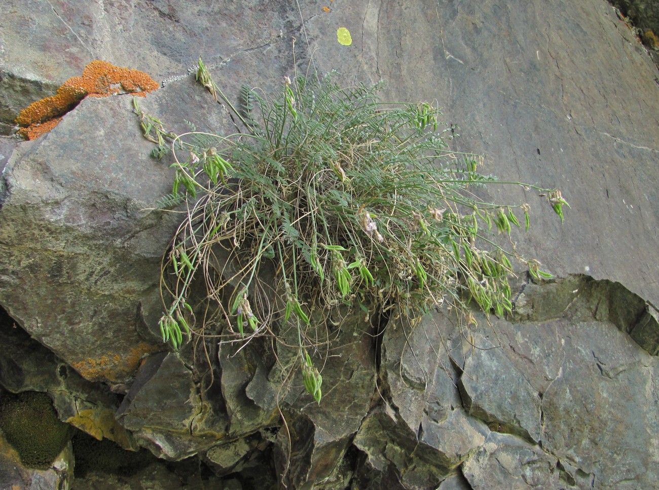 Image of Oxytropis owerinii specimen.