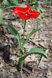 Tulipa fosteriana