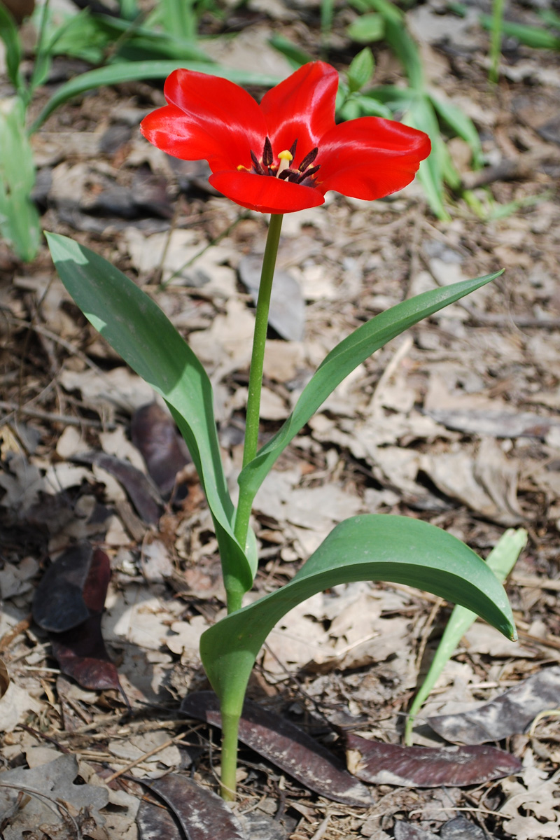 Image of Tulipa fosteriana specimen.