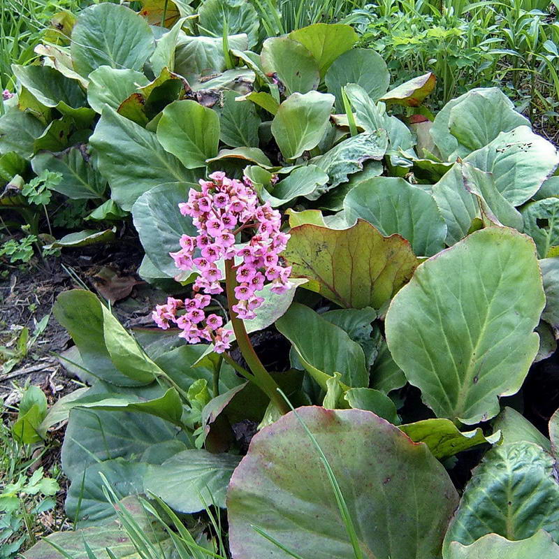 Image of Bergenia crassifolia specimen.