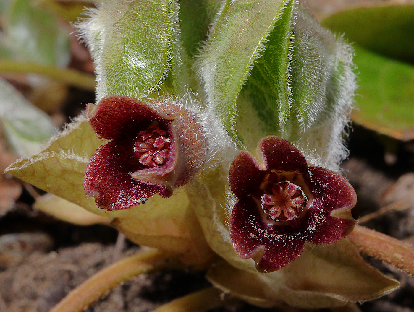 Image of Asarum europaeum specimen.