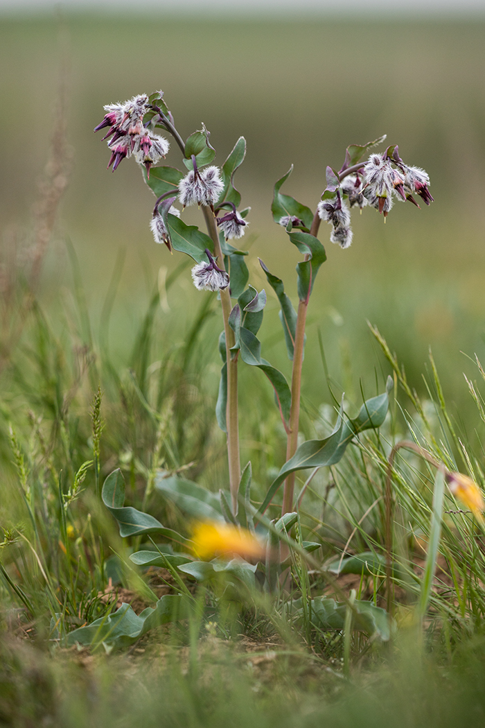 Изображение особи Rindera tetraspis.