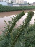 Artemisia tournefortiana