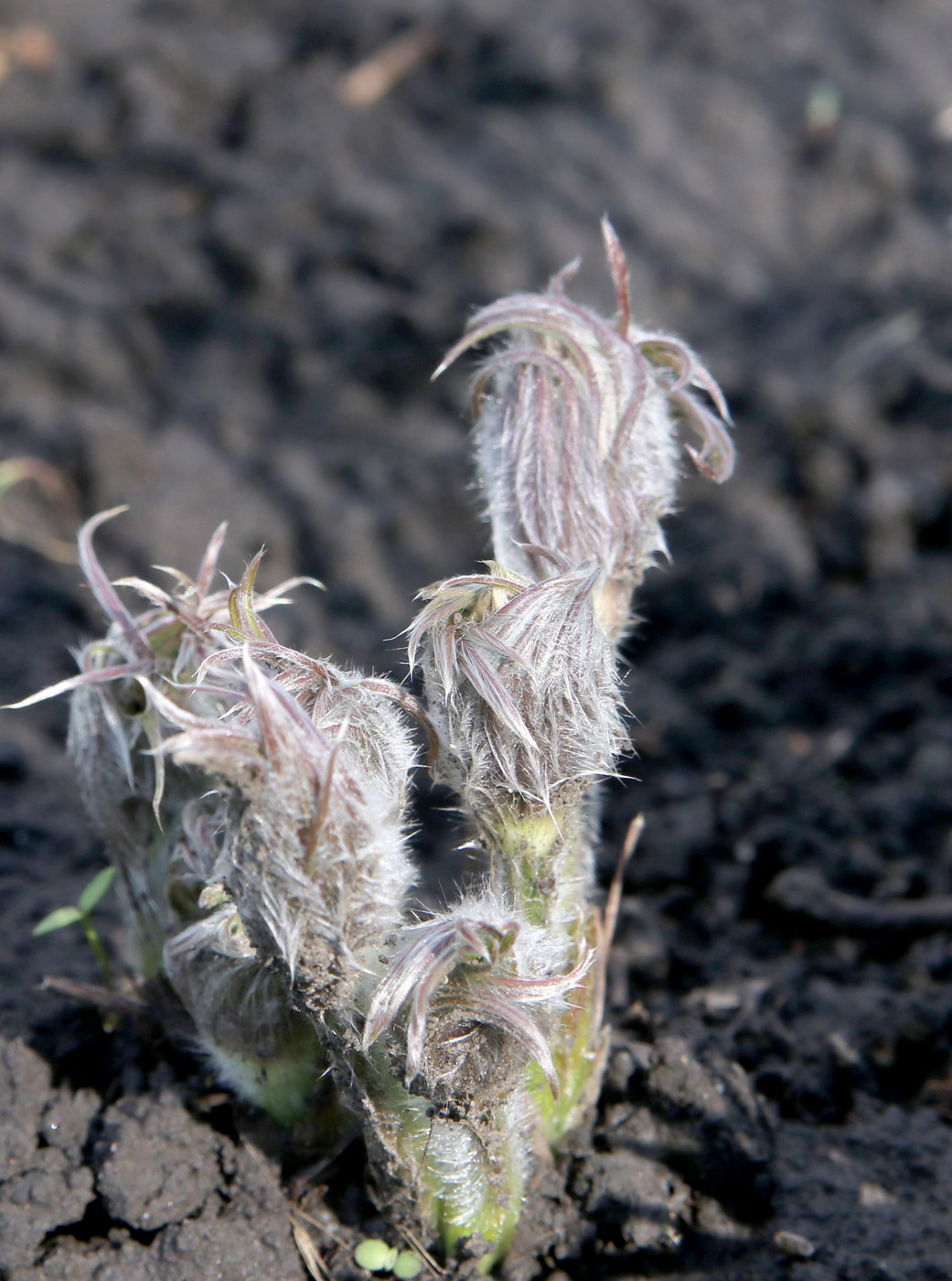 Image of Pulsatilla multifida specimen.