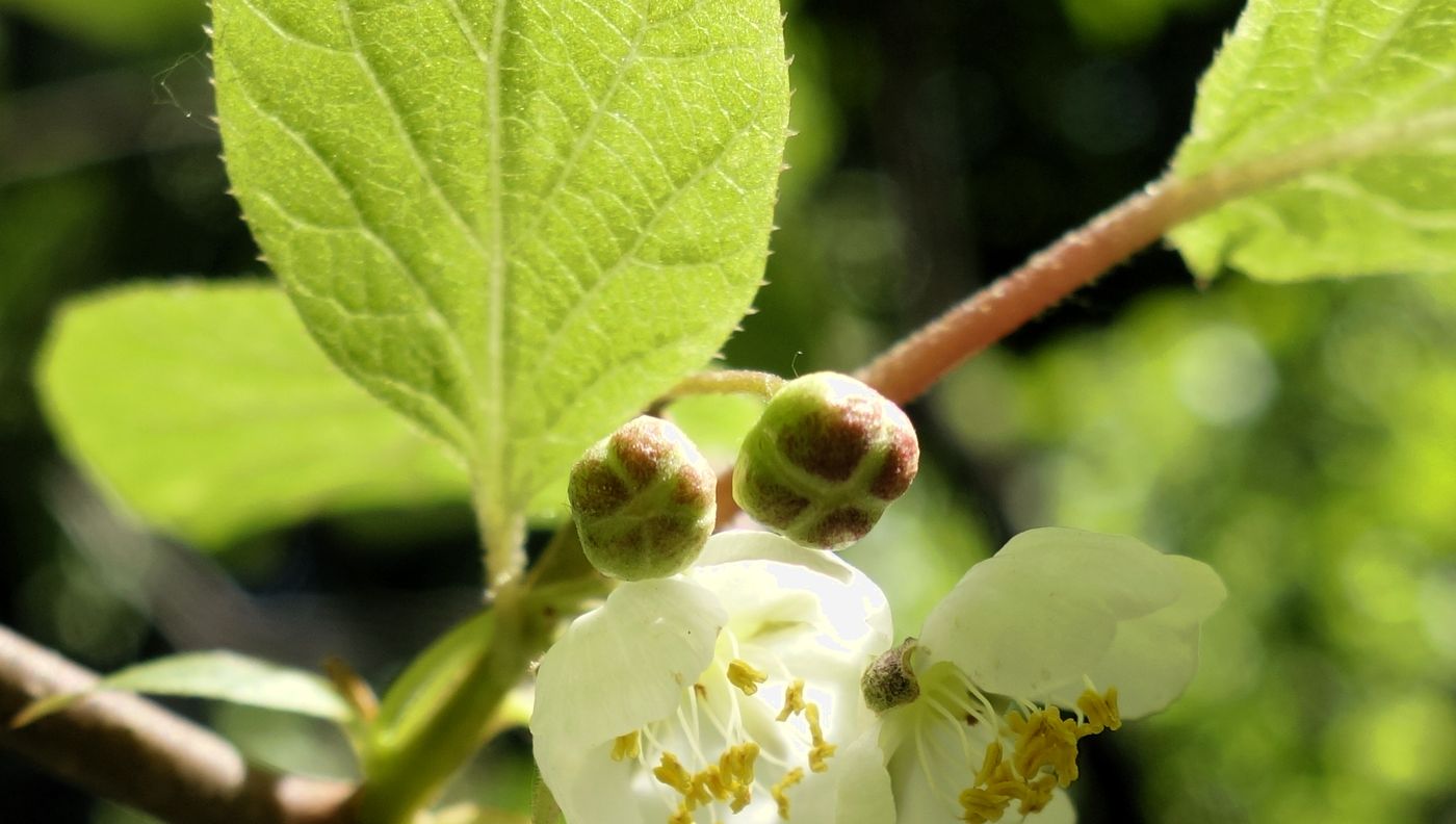 Изображение особи Actinidia kolomikta.