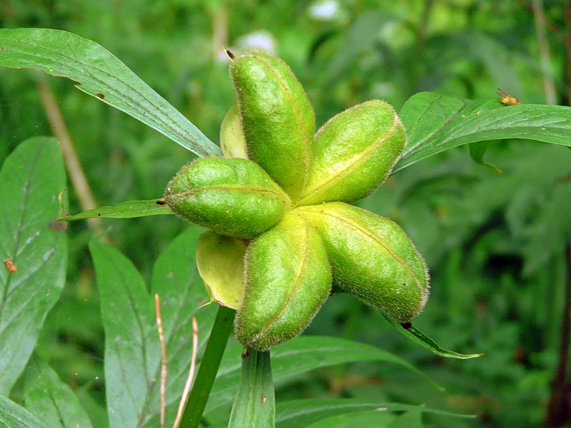 Изображение особи Paeonia anomala.