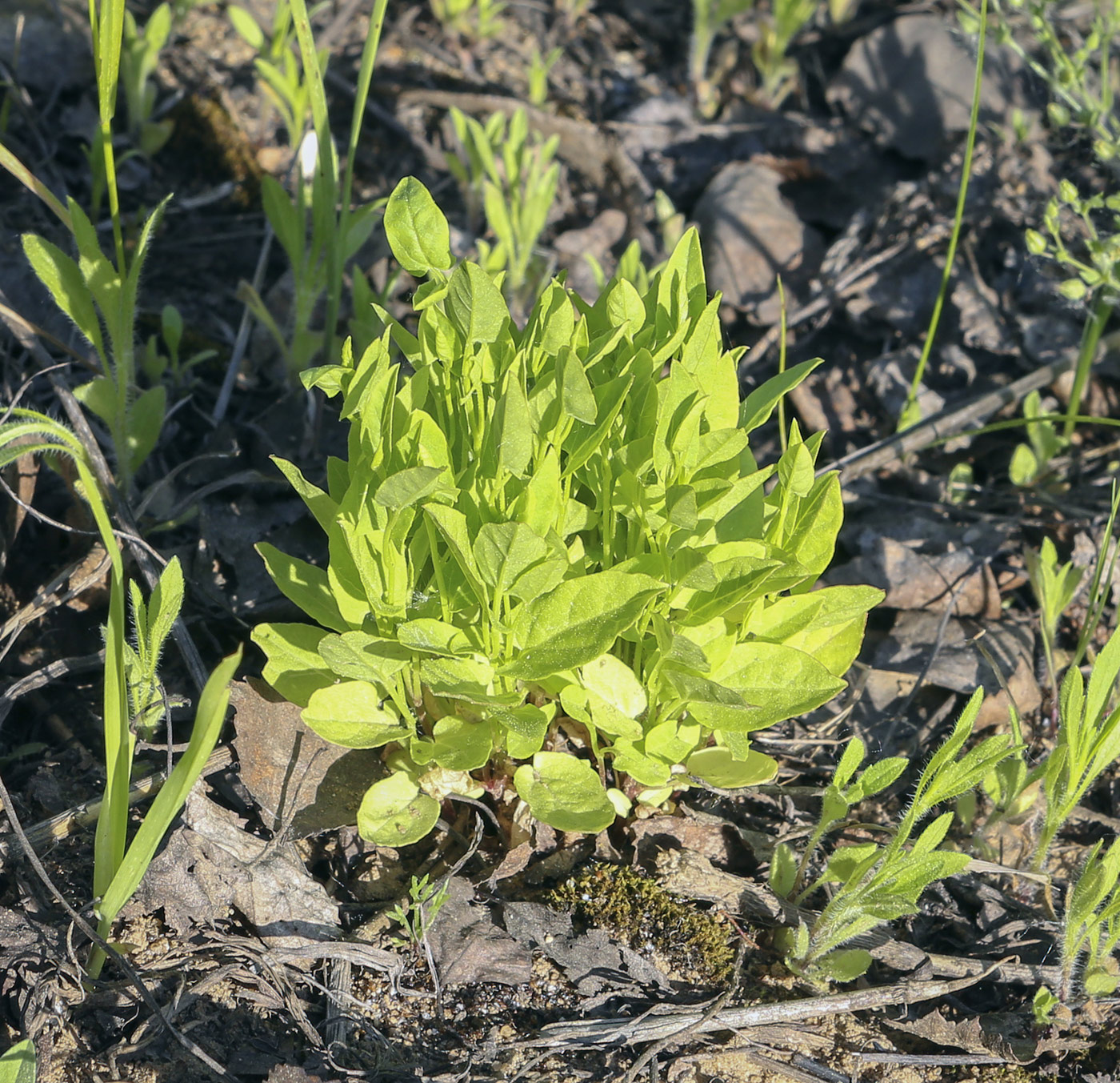 Image of Convolvulus arvensis specimen.