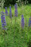 Delphinium cuneatum