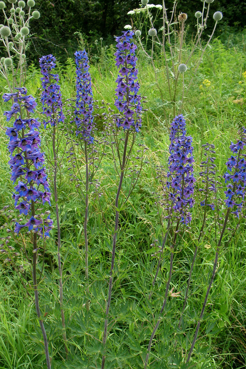 Image of Delphinium cuneatum specimen.