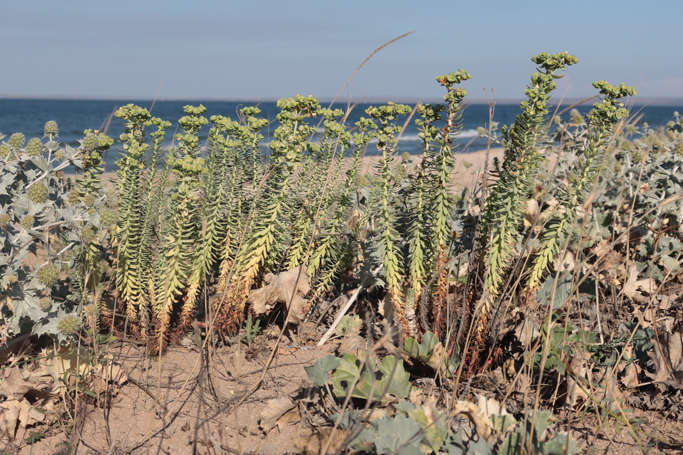 Image of Euphorbia paralias specimen.