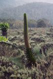 Lobelia bequaertii. Цветущее растение. Уганда, горы Рувензори, высота 3200 м н.у.м., болото Бвинди. 26.01.2005.