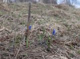 Muscari botryoides