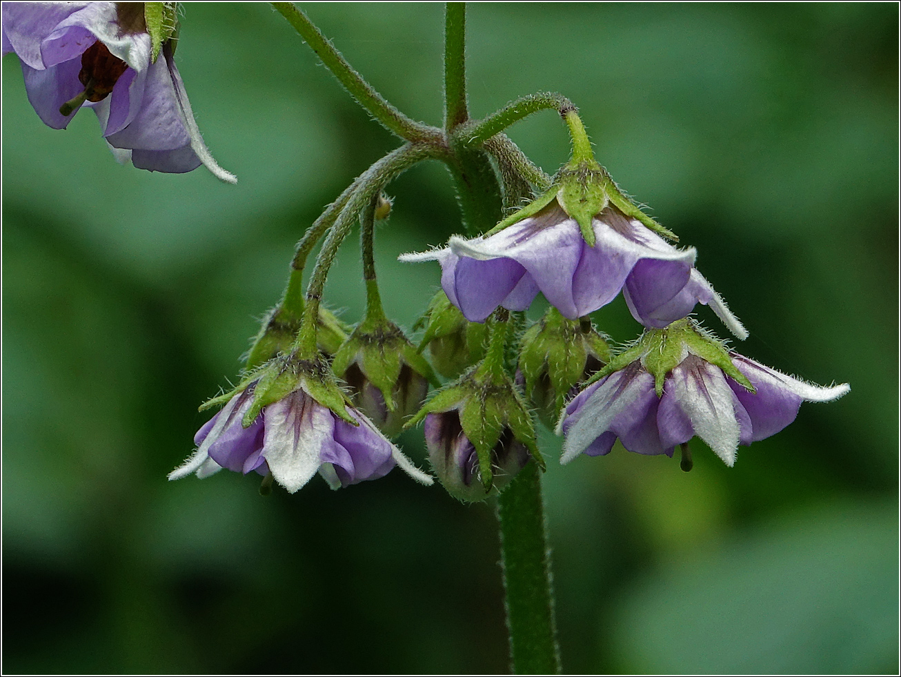 Изображение особи Solanum tuberosum.