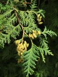 Thuja occidentalis. Ветвь с незрелыми шишками. Санкт-Петербург, г. Кронштадт, Андреевский сад, в культуре. 04.09.2022.