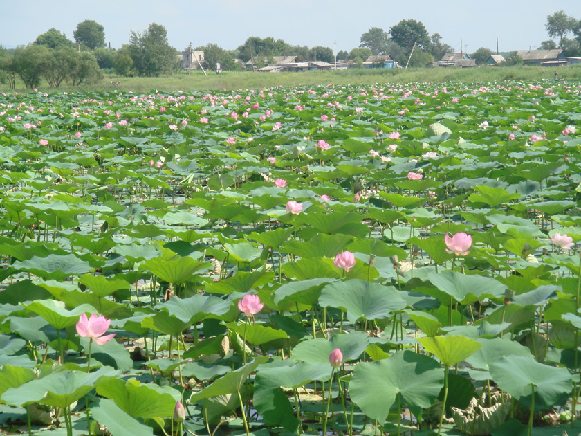 Изображение особи Nelumbo komarovii.