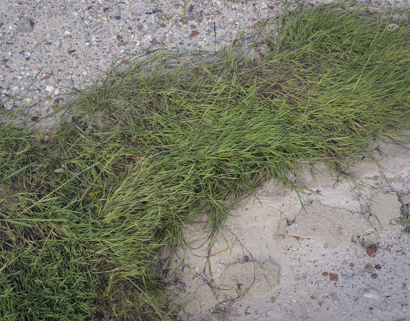 Изображение особи Agrostis stolonifera.