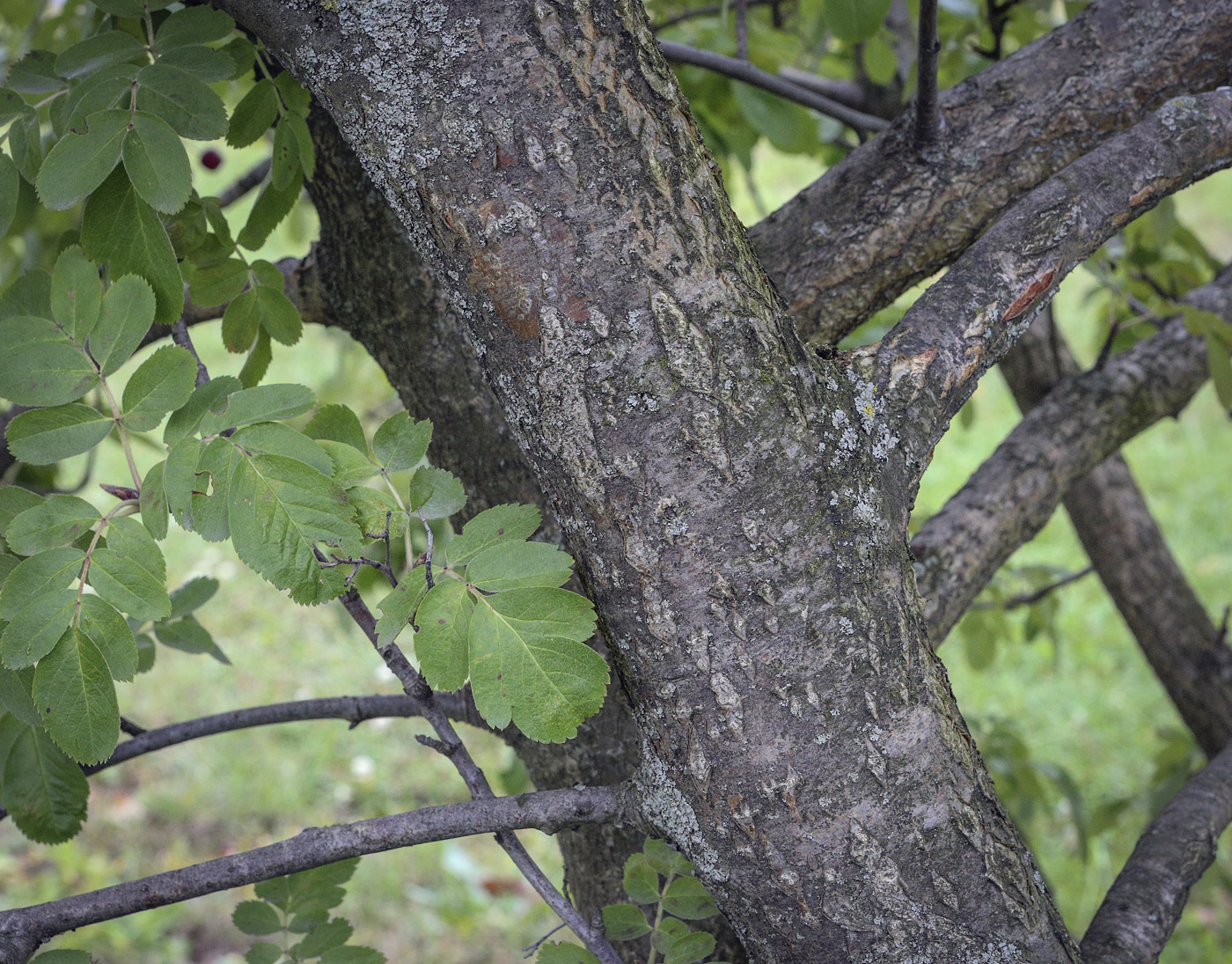 Image of &times; Crataegosorbus miczurinii specimen.