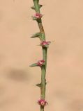 Salsola tragus