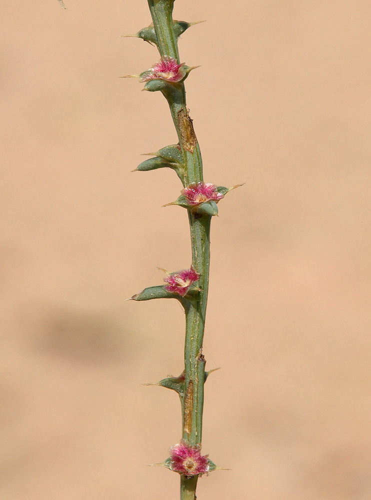 Изображение особи Salsola tragus.