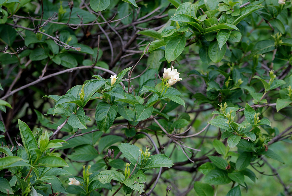 Image of Weigela middendorffiana specimen.