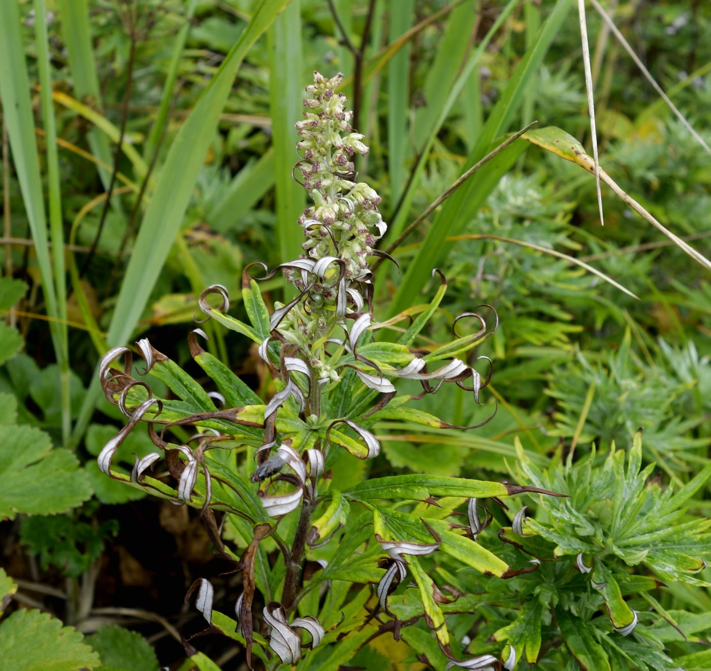 Изображение особи Artemisia opulenta.