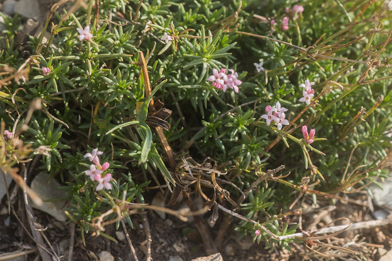 Image of Asperula supina specimen.